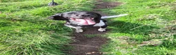 English Springer Spaniel dogs for stud: Hugo. in Sheffield - Advert 9