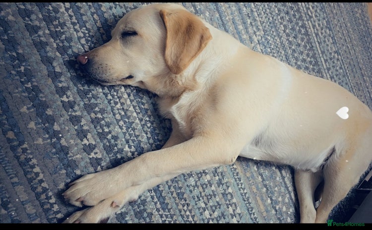 Labrador Retriever dogs - Advert 1