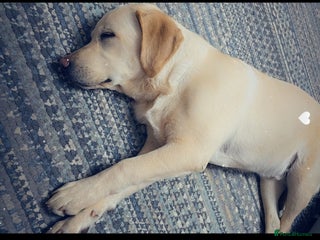 Labrador Retriever dogs - Advert 32