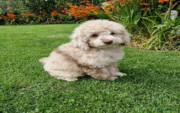 Cockapoo dogs for sale: Cockerpoo girl 11weeks old  - Image 1