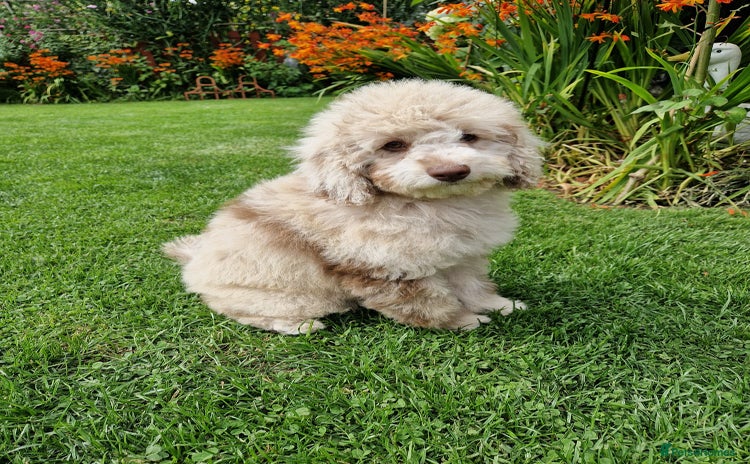 Cockapoo dogs - Advert 4