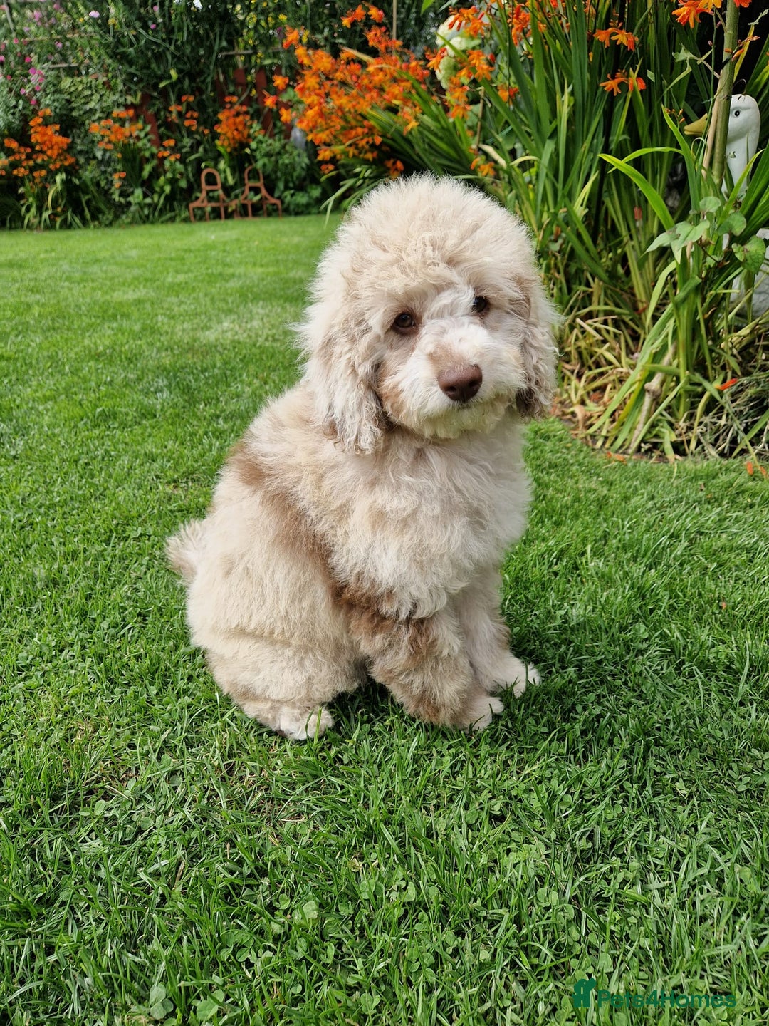 Cockapoo dogs for sale: Cockerpoo girl 11weeks old  - Image 1