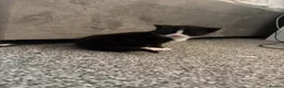 Domestic Shorthair cats for sale: White black cat  - Advert 15