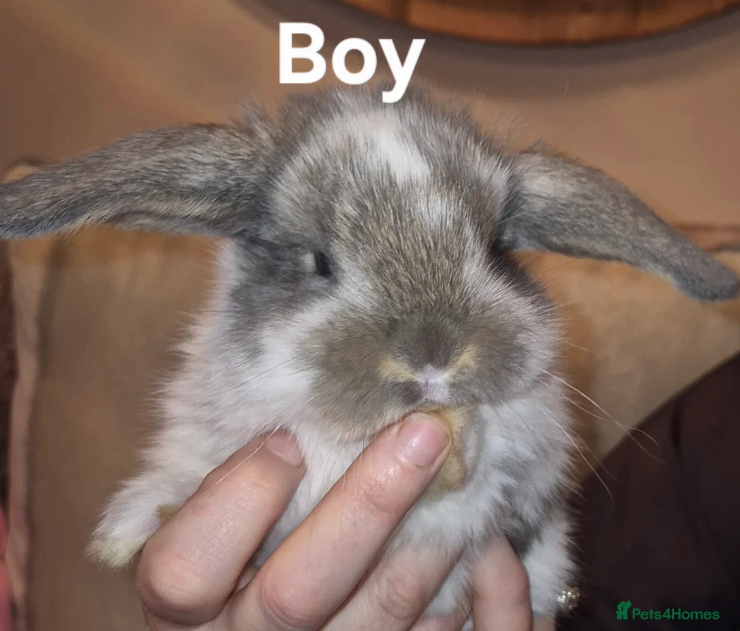 French Lop rabbits for sale: Beautiful French Lops - Advert 9