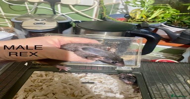 Rat rodents Baby Rats Male & Female - Advert 6