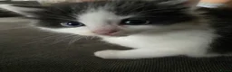 Mixed Breed cats for sale: Beautiful kittens looking for homes  - Advert 4