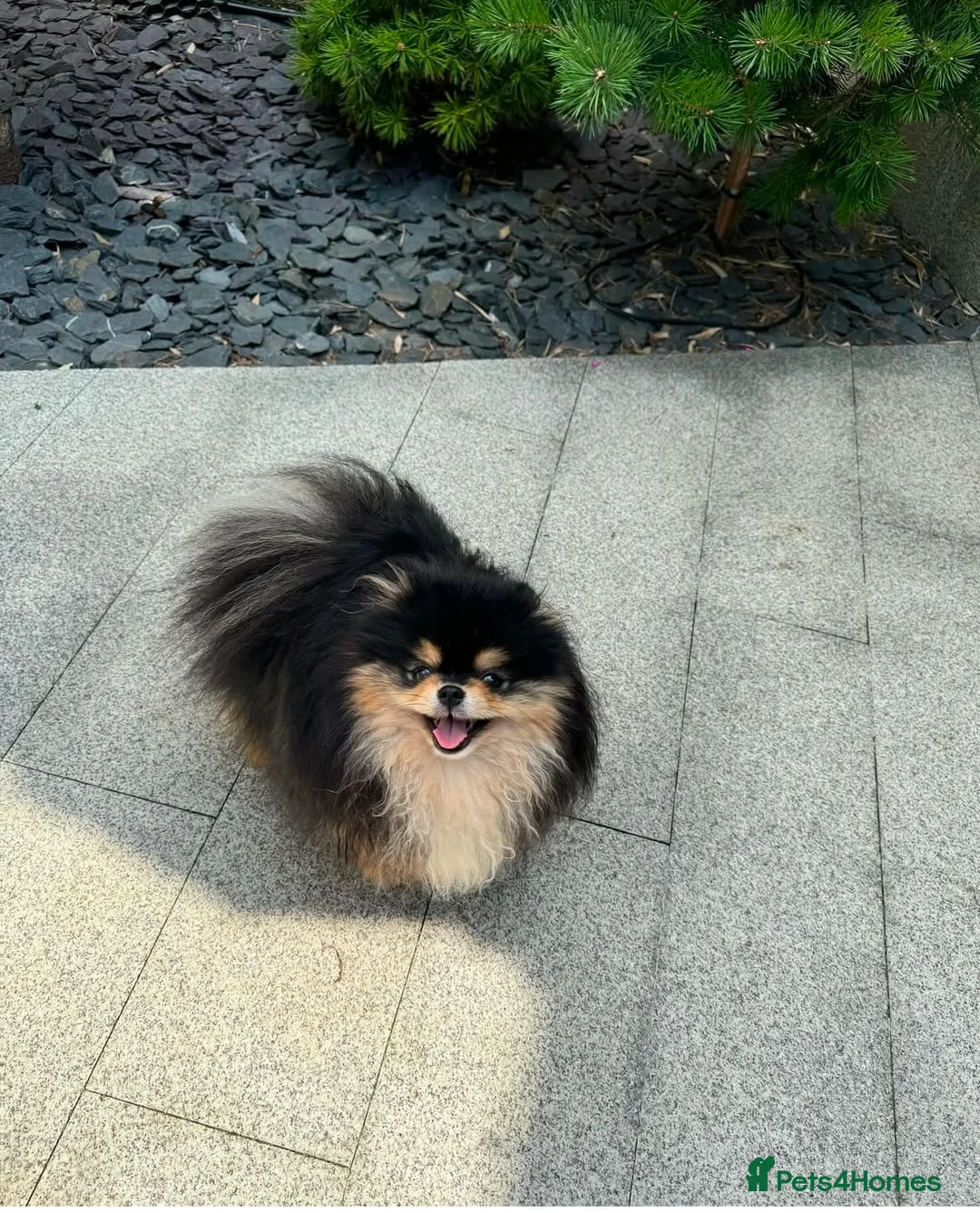 Pomeranian dogs for sale: Orange teddy bear type Pomeranian boy and girl - Advert 40