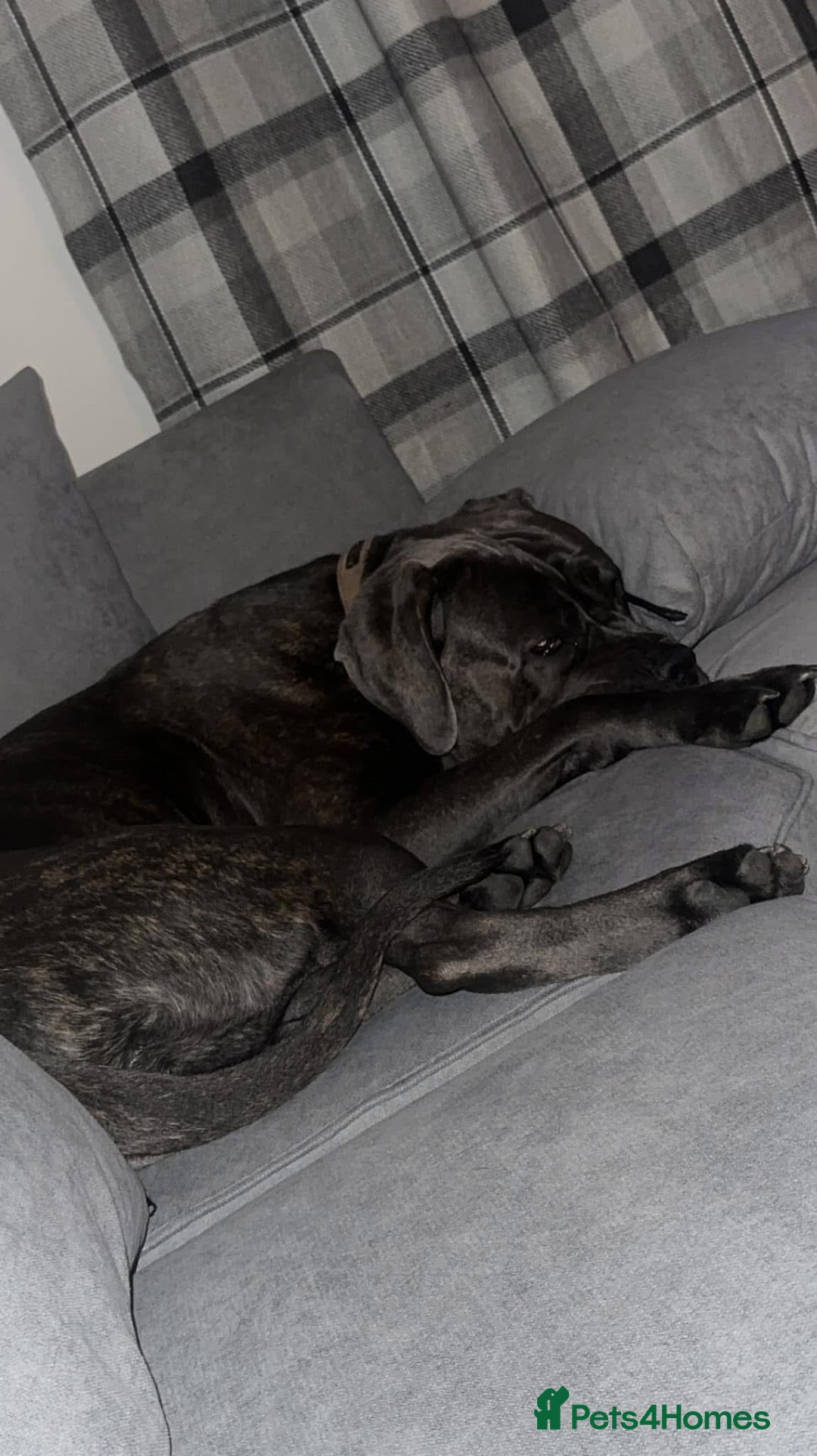 Cane Corso dogs for sale: Bella  - Advert 3
