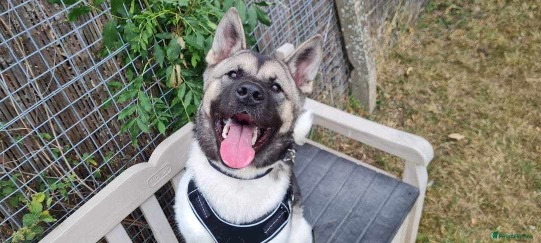 Akita dogs for adoption: Nakita - Image 1