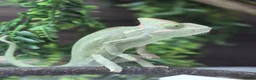 Chameleon reptiles for sale: Yemen Chameleon - Female - Advert 1