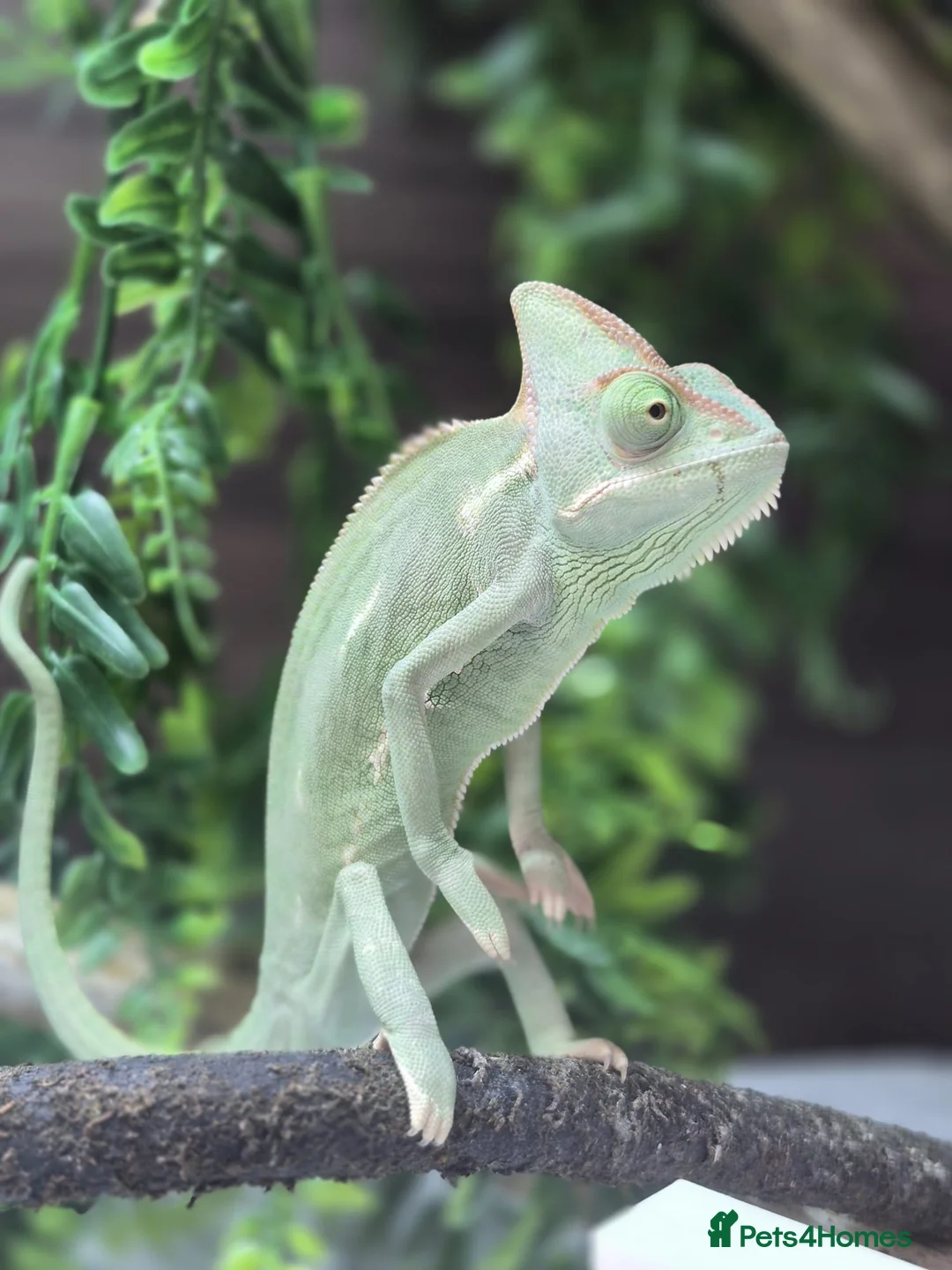 Chameleon reptiles for sale: Yemen Chameleon - Female - Advert 1