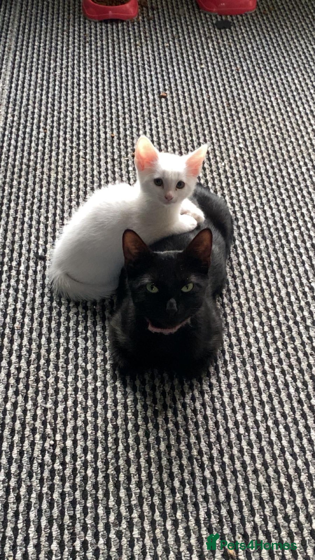 Mixed Breed cats for sale: Male Kitten Looking for His Forever Home 🏡 - Image 2