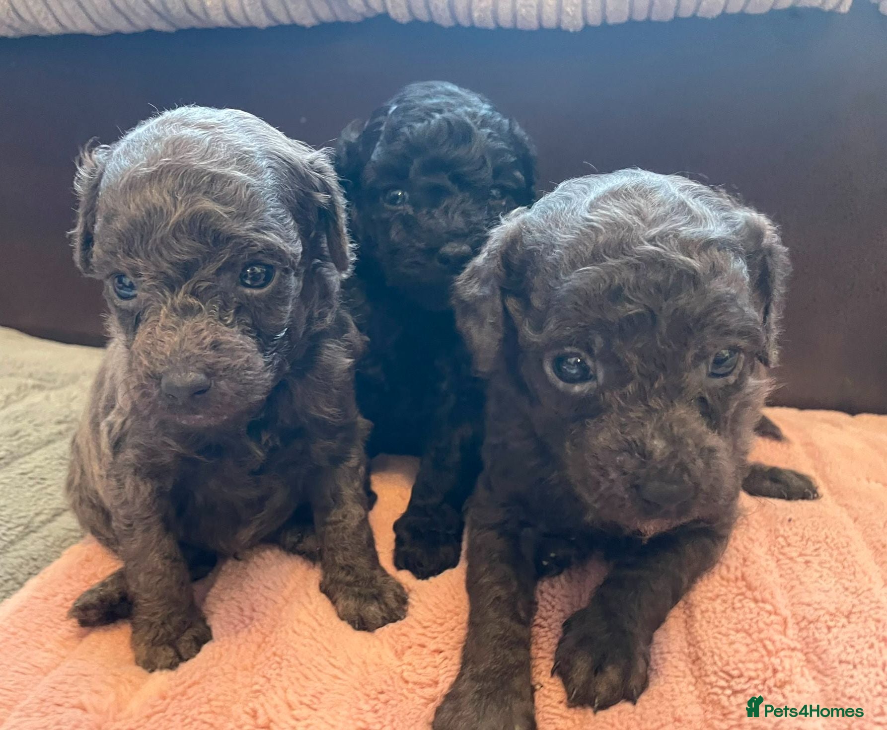 Toy Poodle dogs Gorgeous toy poodle puppies 🐶 for sale 😍  - Advert 10