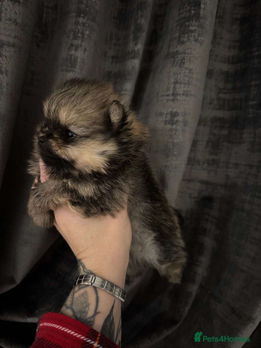 Pomeranian dogs for sale: Little male pomeranian - Image 4