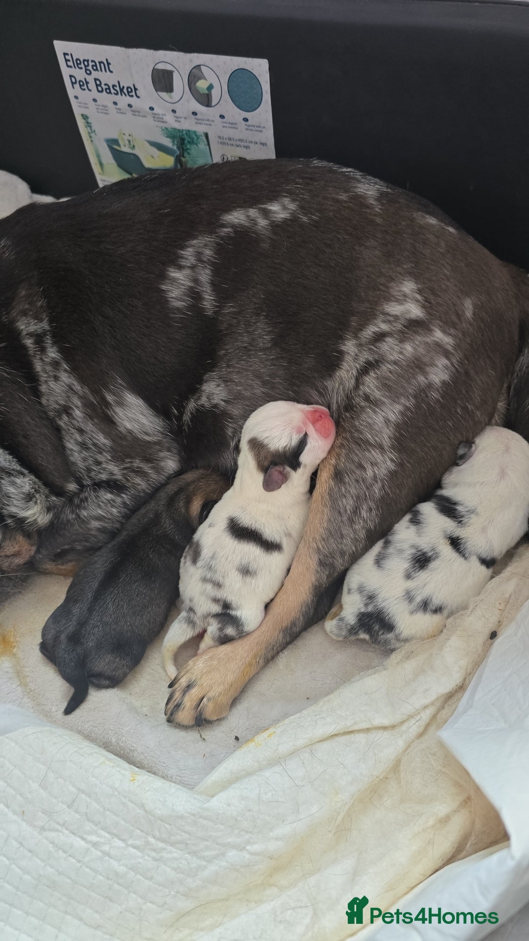 Pug dogs for sale: 3 pug puppies  - Image 1
