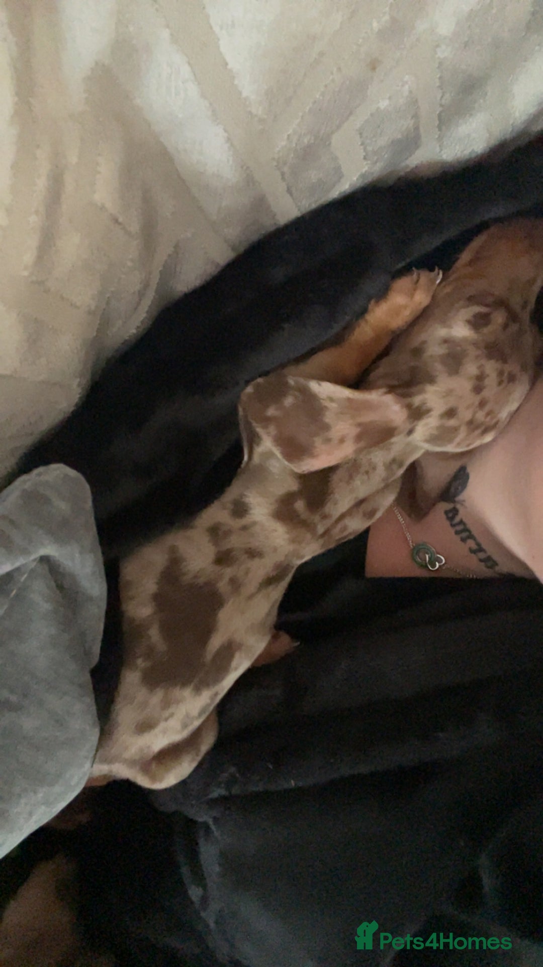 Miniature Dachshund dogs for sale: Miniature dachshund - Advert 3