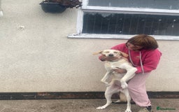 Mixed Breed dogs for adoption: Meet Lovely BRAYLEIGH  !  She needs a Loving HOME - Image 2
