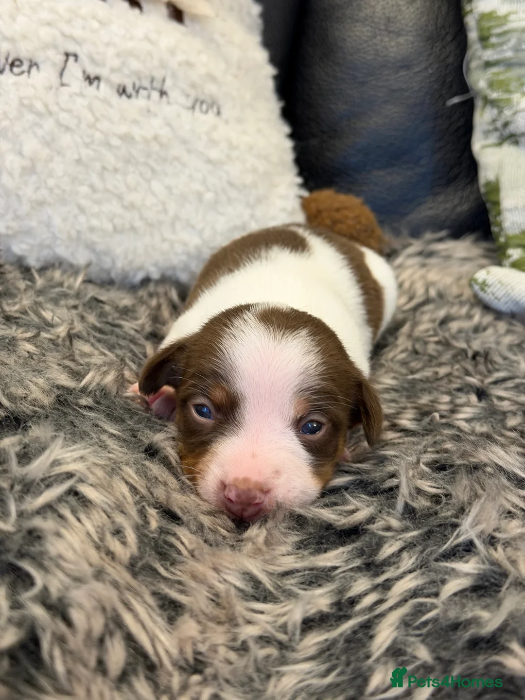 Jack Russell dogs for sale: DONJACKS - fully health tested miniature puppies  - Advert 26