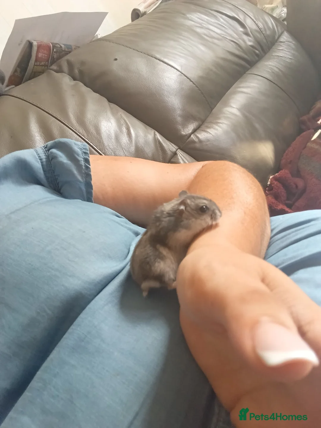 Hamster rodents for sale: Russian dwarf  - Advert 1