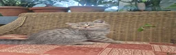 British Shorthair cats for sale: 💙ABSOLUTELY STUNNING BRITISH SHORTHAIR BOYS💙 - Advert 3