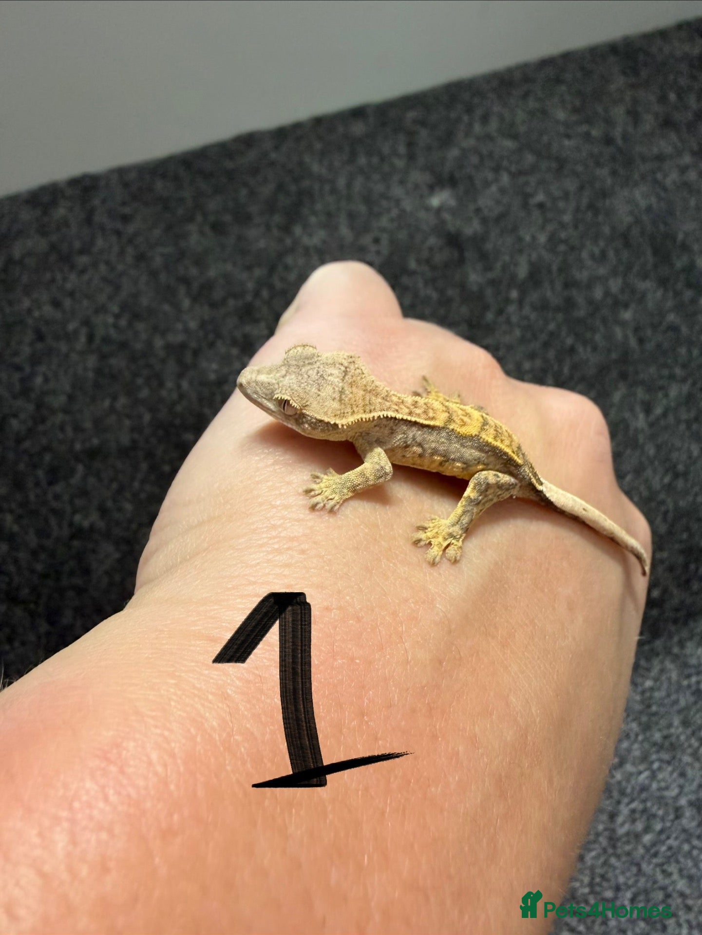 Gecko reptiles 12 x Crested Gecko babies - Advert 2