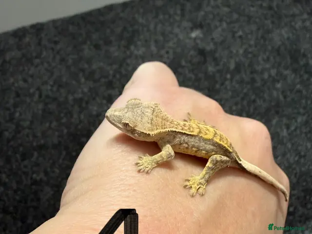 Gecko reptiles 12 x Crested Gecko babies - Advert 2