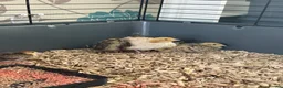 Quail poultry for sale: Coturnix quail in Shrewsbury - Advert 1