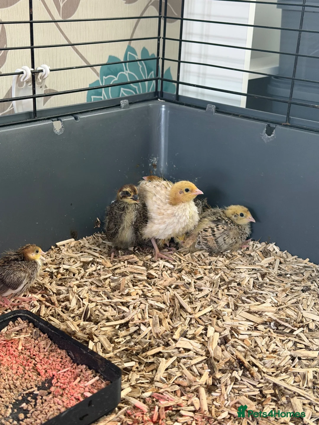 Quail poultry for sale: Coturnix quail in Shrewsbury - Advert 1