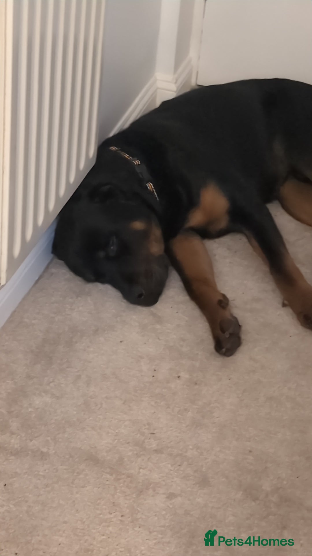 Rottweiler dogs for sale: Max 10 month old Rottweiler boy  - Advert 6