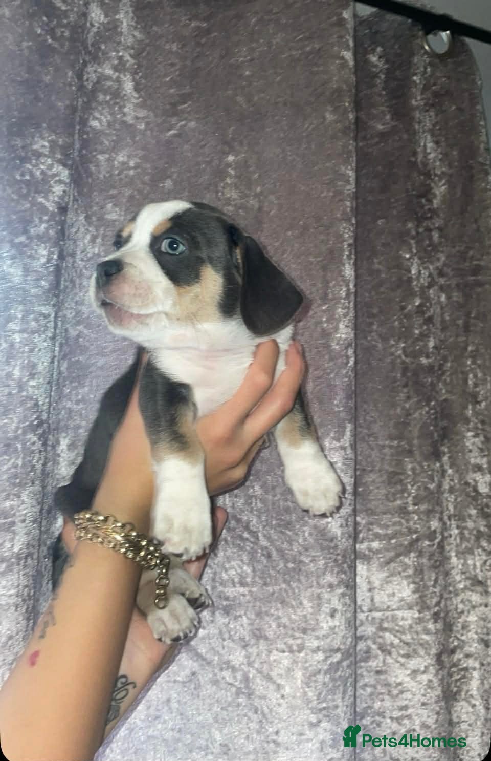 Mixed Breed dogs Dashhound cross French bulldog - Advert 4