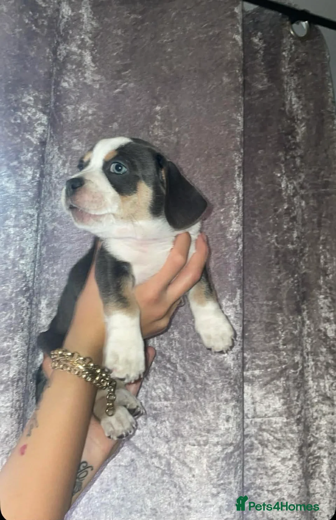 Mixed Breed dogs for sale: Dashhound cross French bulldog in Kidderminster - Advert 1