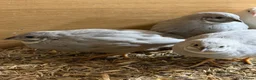 Quail poultry for sale: Chinese painted grey button quails (male)  - Advert 6