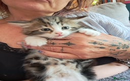 Maine Coon cats for sale: Maine Coon X kittens  - Image 10