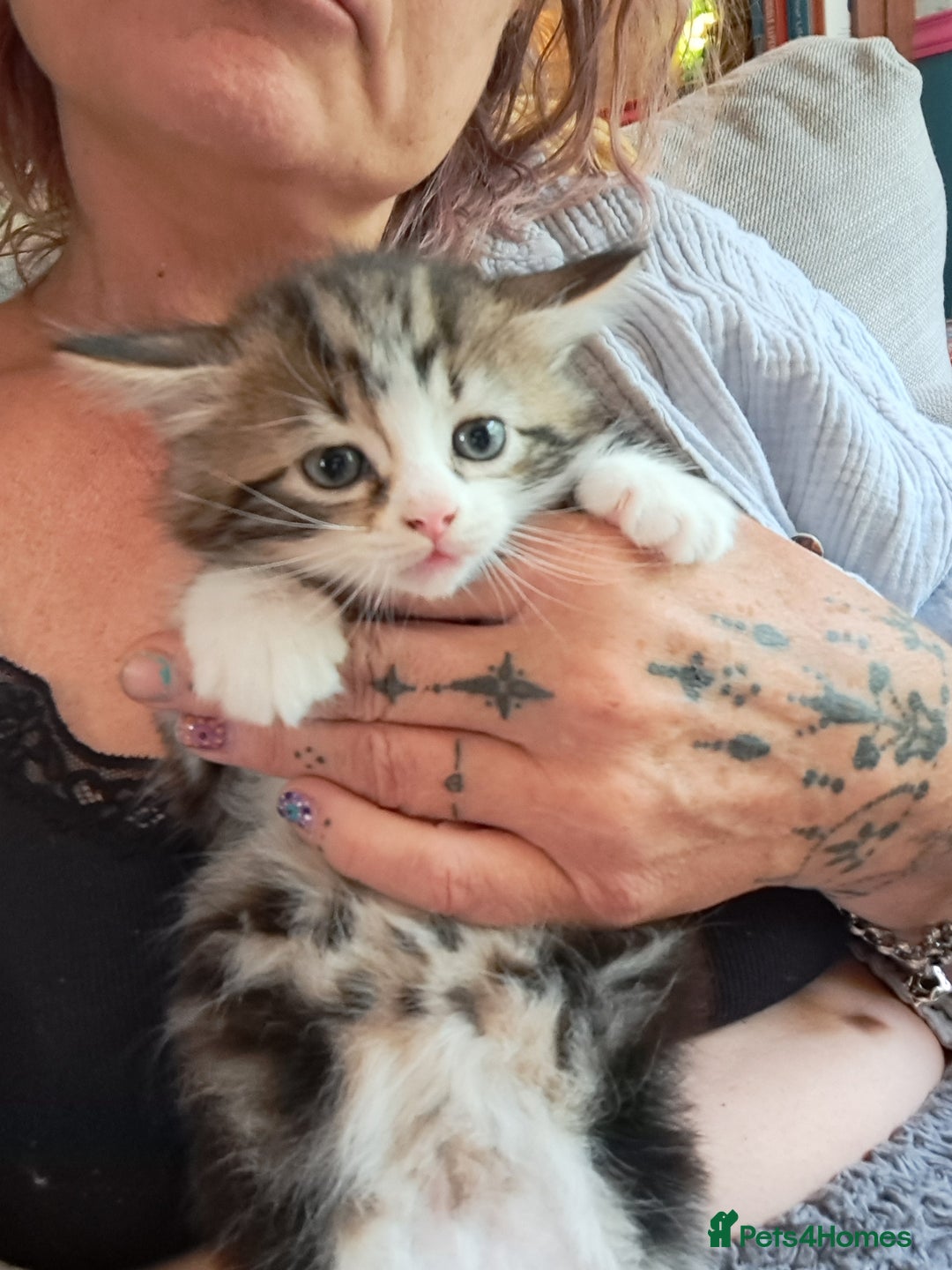 Maine Coon cats for sale: Maine Coon X kittens  - Image 10