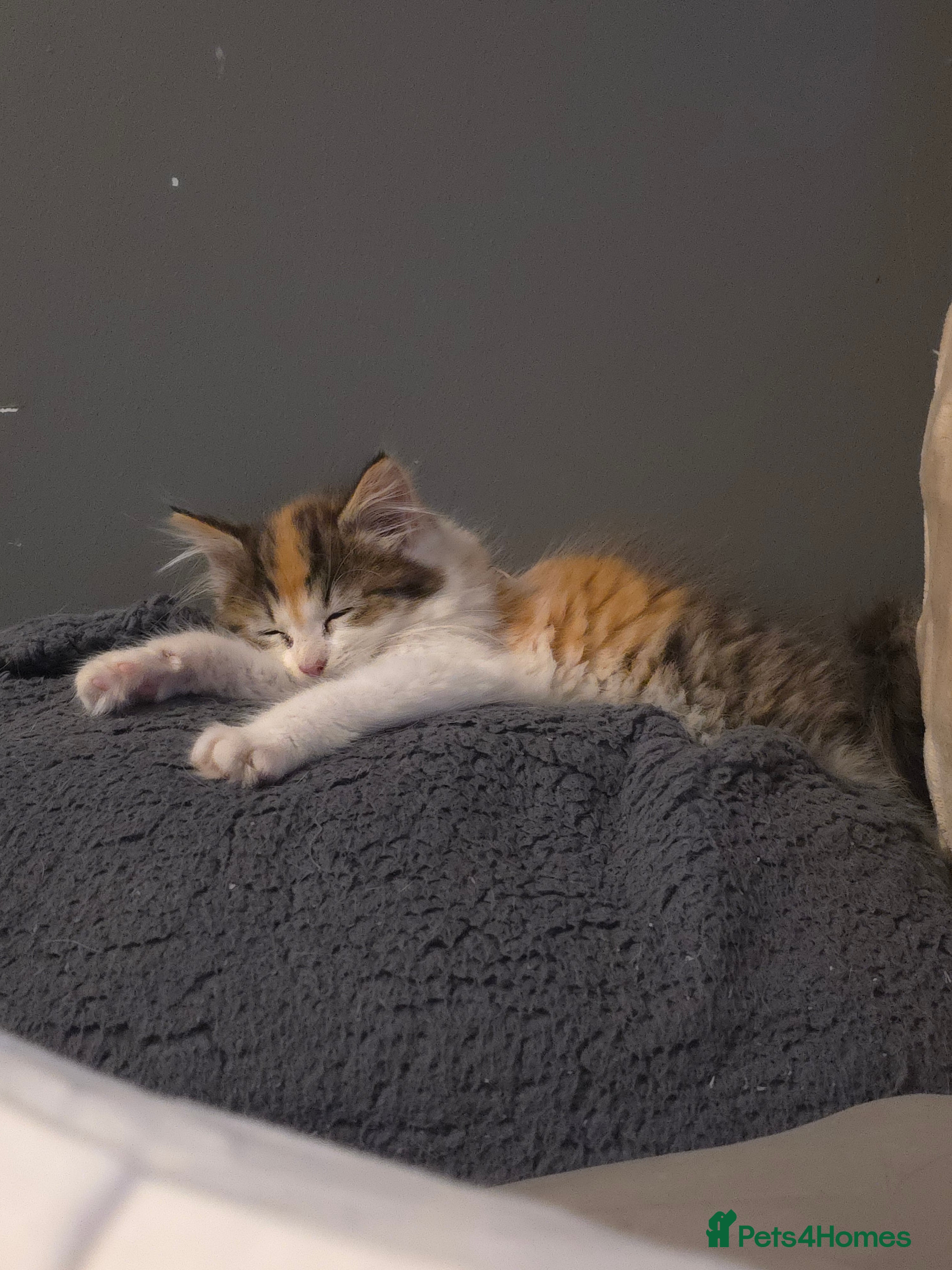 Persian cats Kittens for sale  - Advert 1