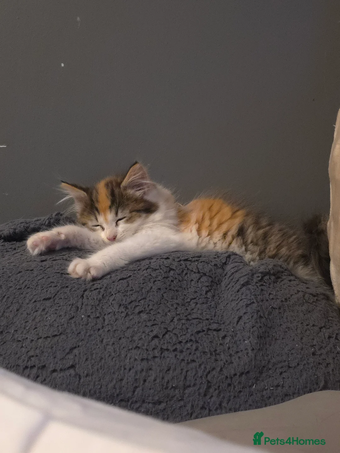 Persian cats for sale: Kittens for sale  - Advert 1