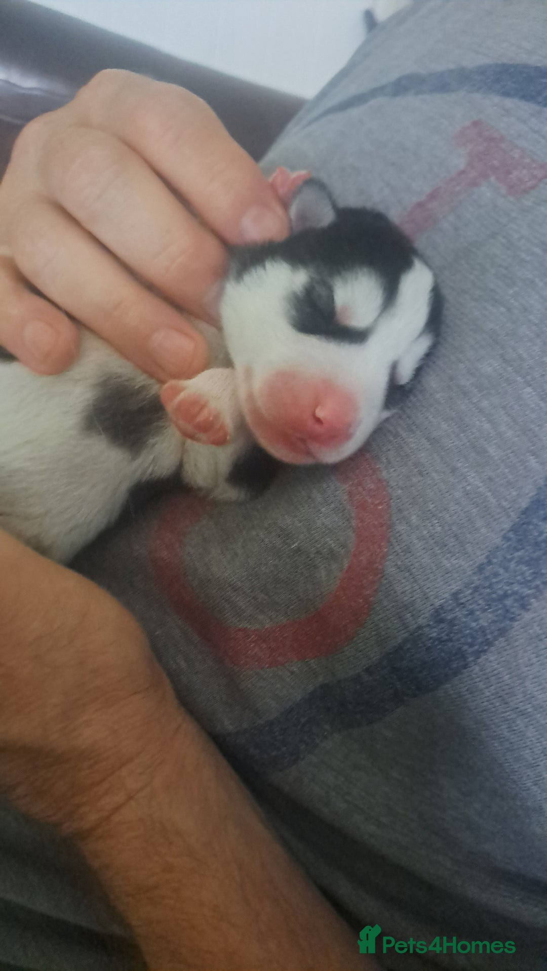 Siberian Husky dogs for sale: Six gorgeous husky pups - Image 12