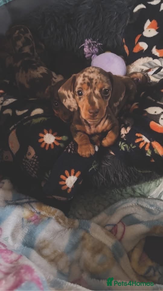 Miniature Dachshund dogs Beautiful miniature dachshund puppies  - Advert 19