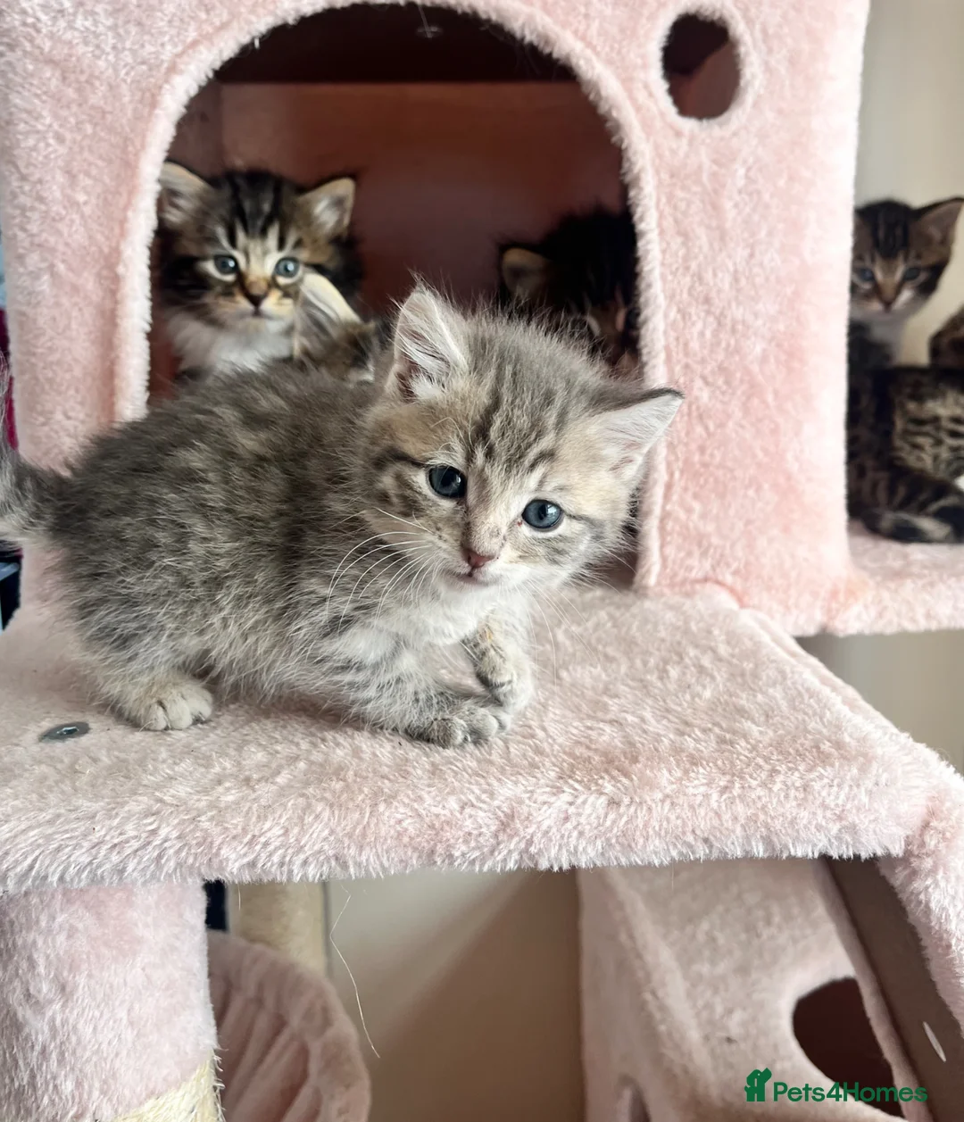 Siberian cats for sale: Fluffy Kittens!  - Advert 2