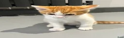 Mixed Breed cats for sale: Ginger and white short hair male - Advert 1