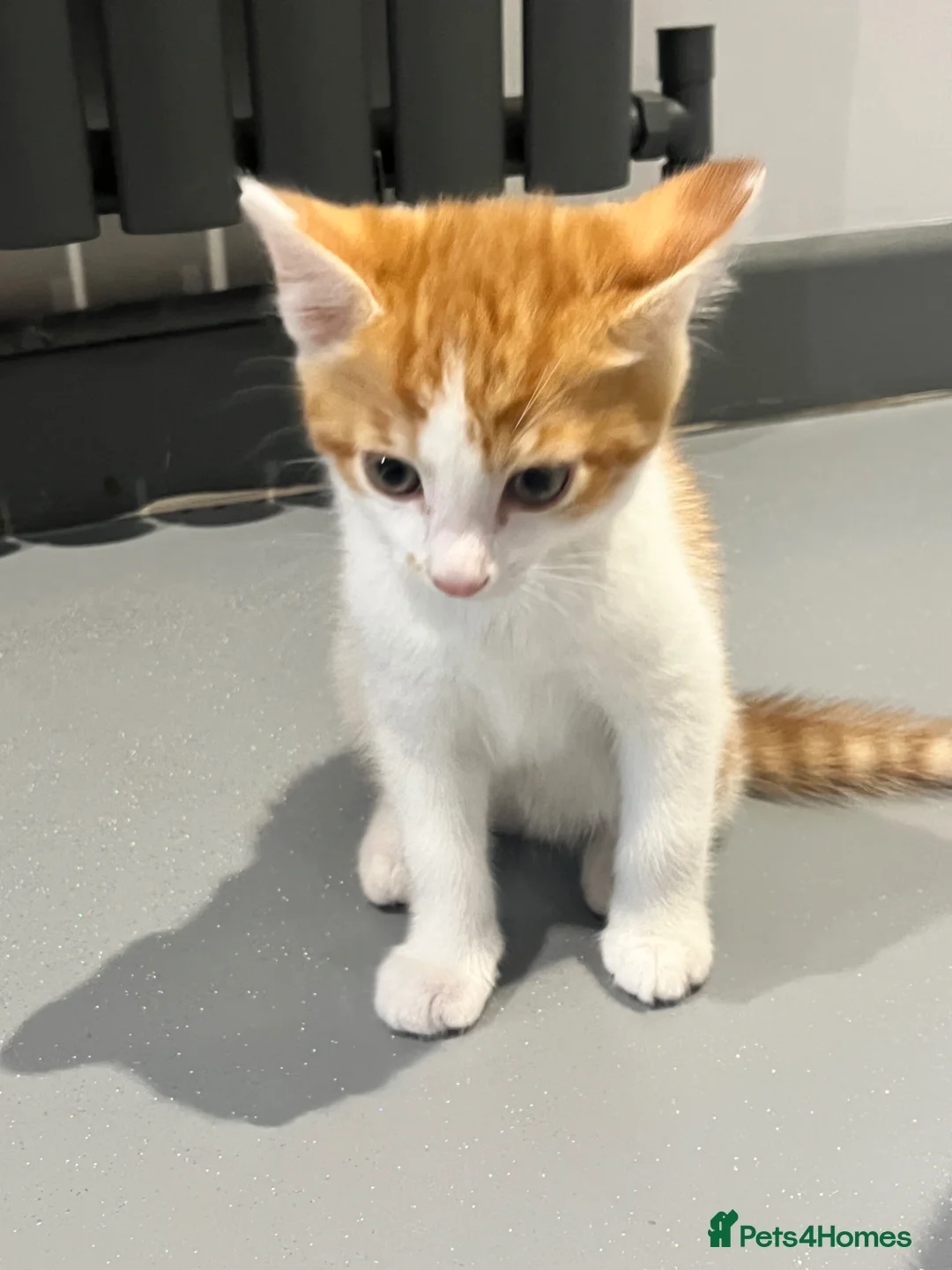 Mixed Breed cats for sale: Ginger and white short hair male - Advert 1