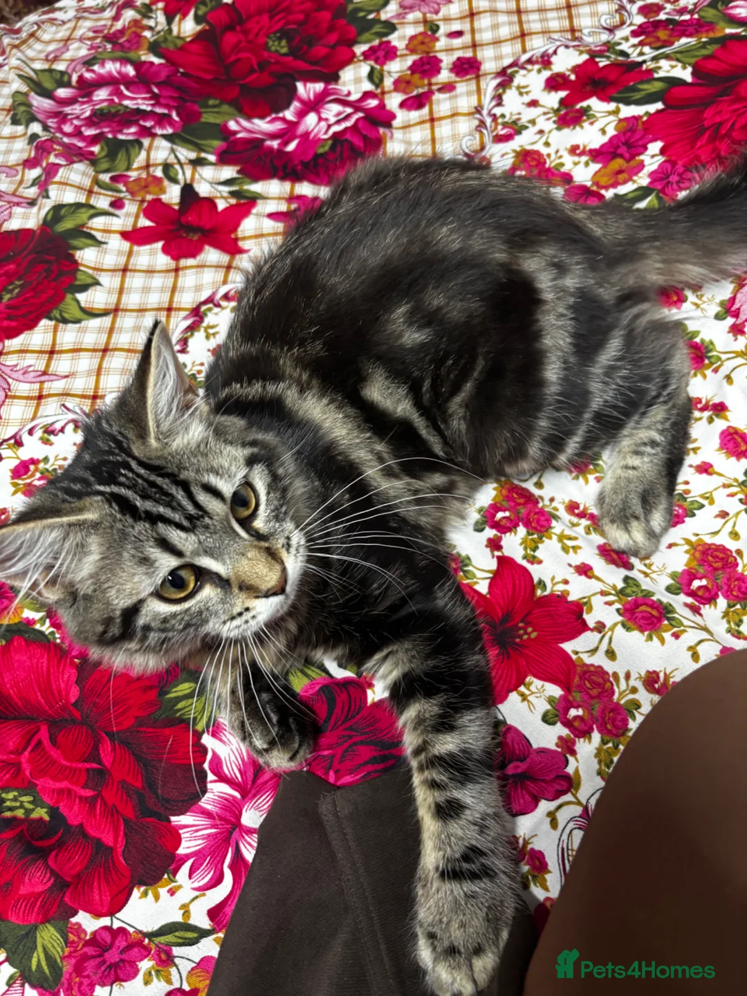 Mixed Breed cats for sale: Longhaired kitten + accessories for sale  - Advert 2