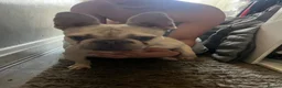 French Bulldog dogs for sale: Little sia platinum frenchie - Advert 2