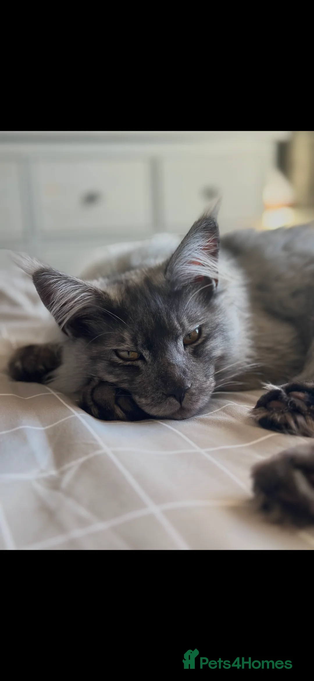 Maine Coon cats for sale: GCCF/Russian Champions BLUE SMOKE Kitten - Advert 11