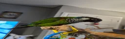Conures birds for sale: Parley conure  - Advert 3