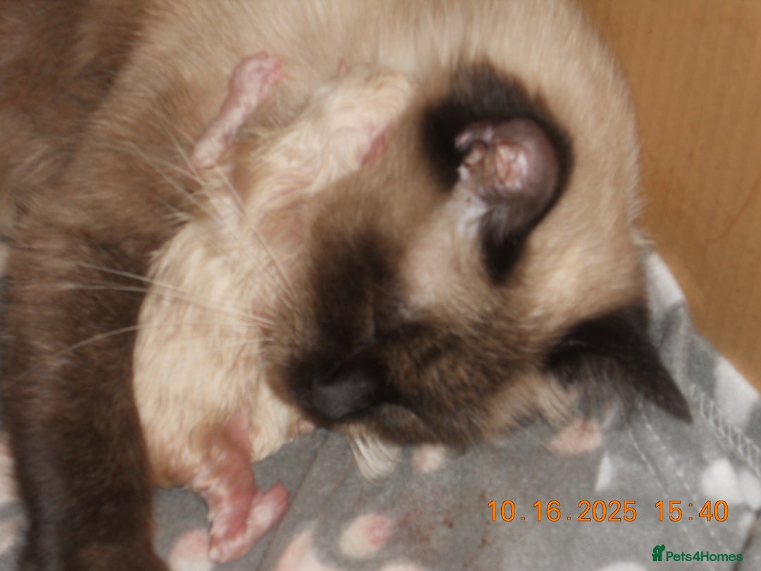 Ragdoll cats for sale: 🎅🎁🎄 RAGDOLL KITTENS 100% PUREBRED STOKE 🎄🎁🎅 - Image 5