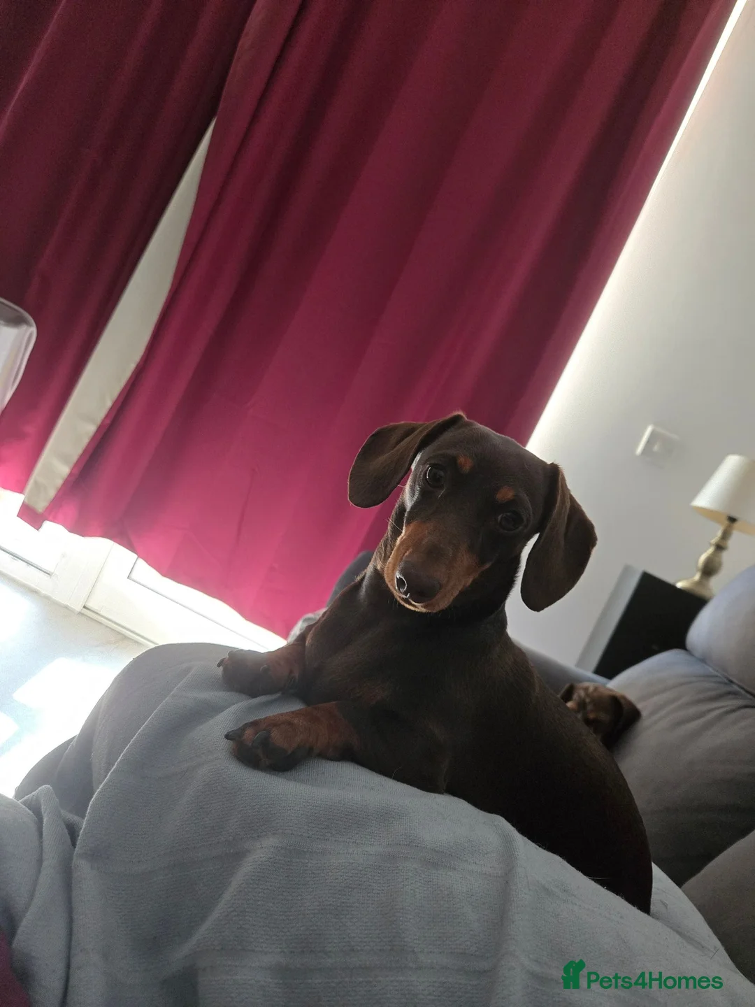Miniature Dachshund dogs for sale: Mini dauchund - Advert 1