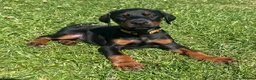 Dobermann dogs for sale: Champion Bloodline Doberman Puppies - Advert 17