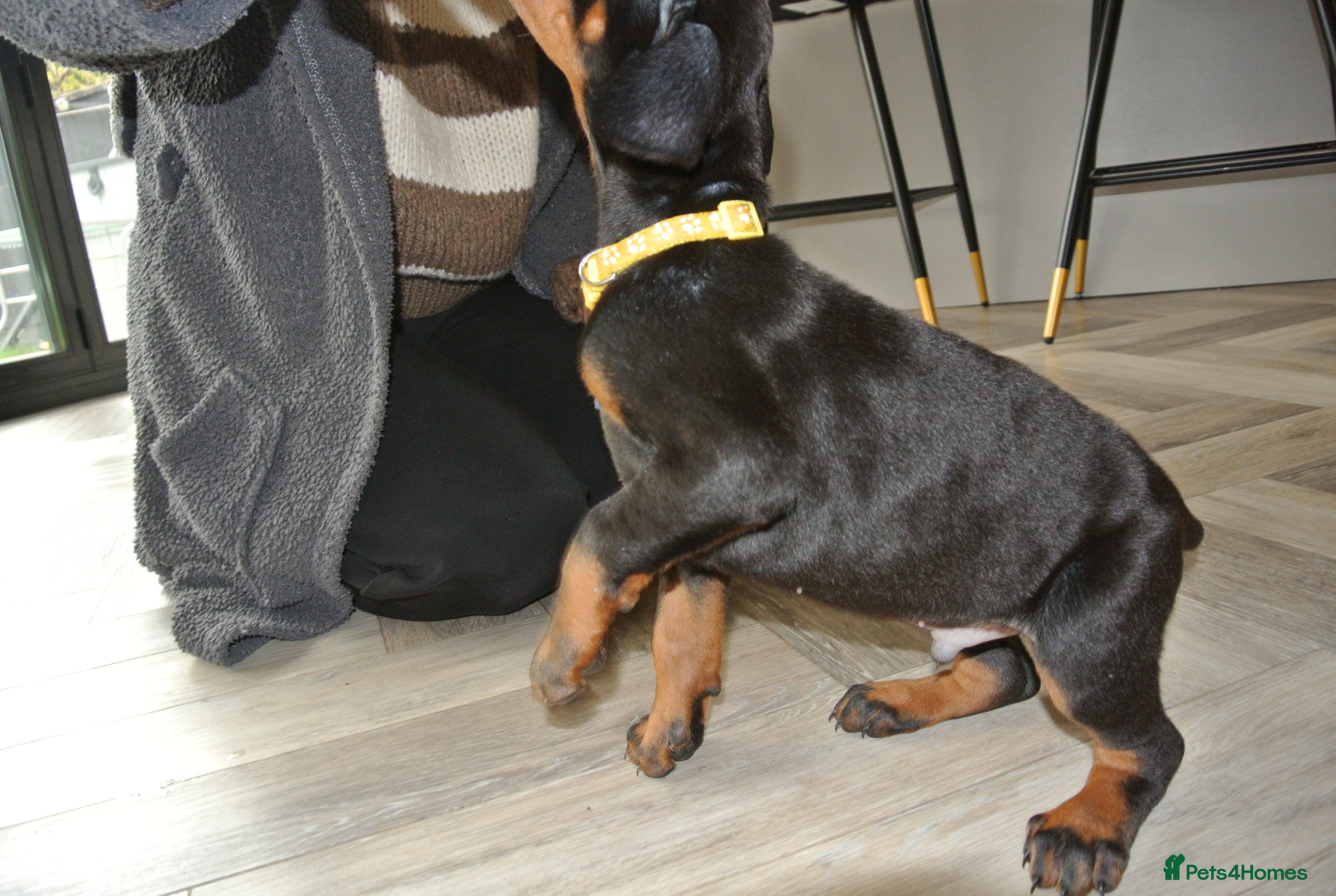 Dobermann dogs ☆☆DOBERMAN PUPPIES FOR SALE ☆☆ - Advert 2