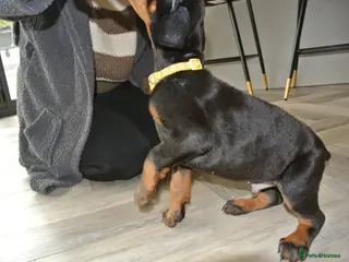 Dobermann dogs ☆☆DOBERMAN PUPPIES FOR SALE ☆☆ - Advert 2